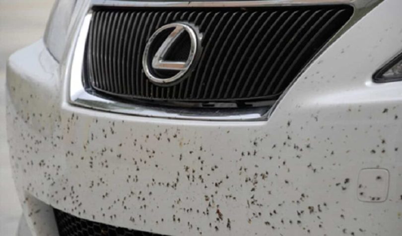 removing bugs from car paint 1024x602 1 810x476